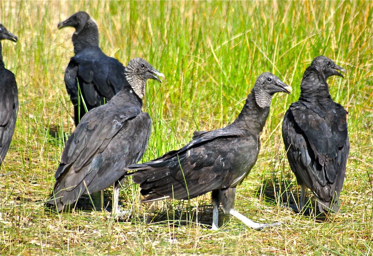 Black Vulture
